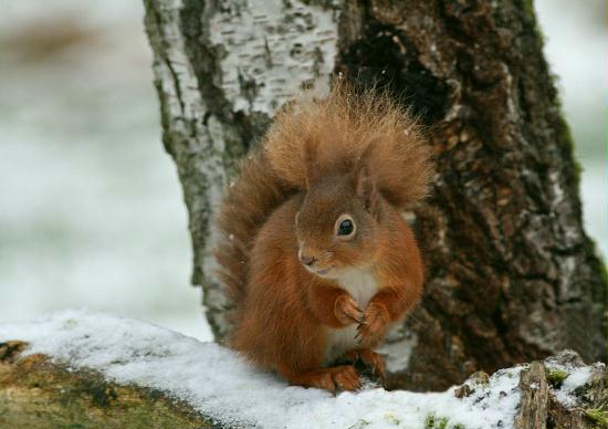 Red Squirrel <i>Sciurus vulgaris</i>
